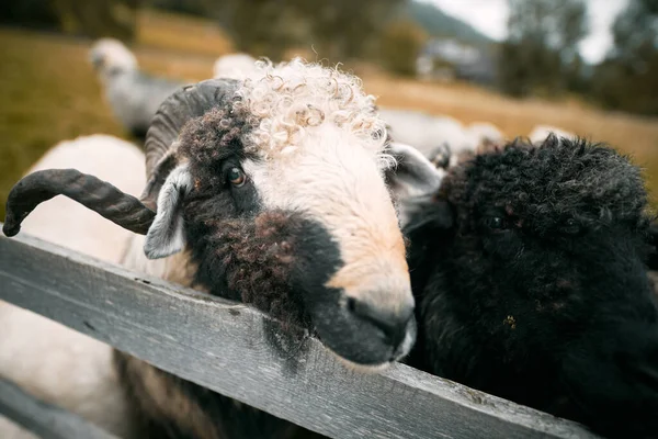 脖子上挂着铃铛的羊的画像 羊在美丽的背景上 雨后的山地景观 — 图库照片