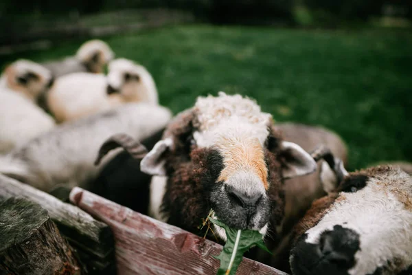 山の中の羊の群れ タトラ山脈 ポーランド ザコパネ — ストック写真