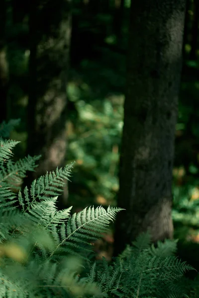Fondo Con Helechos Naturales Fern Cerca Bosque Concepto Bosques Misteriosos —  Fotos de Stock