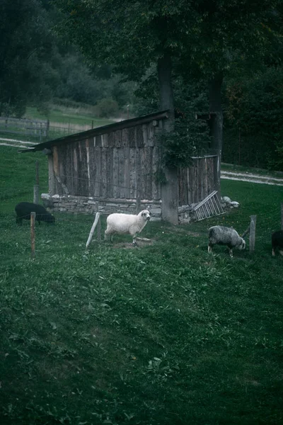 Schafherde Auf Der Weide Konzept Der Tierfarm Dorf — Stockfoto