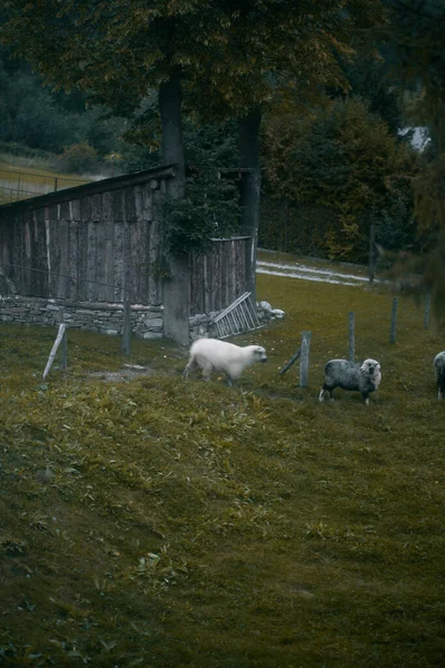 Schafweiden Auf Der Weide Eine Herde Starrender Schafe — Stockfoto