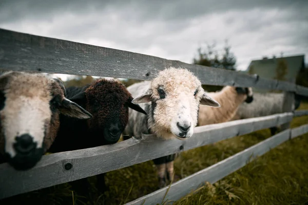 群れの中に立っている羊の肖像 子羊牧場 — ストック写真