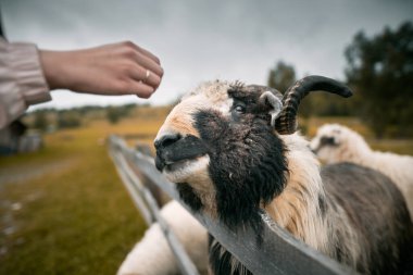 Turist, ahşap bir çitin içinden bir koyunu okşuyor. Kırsal kesimde gezme ve hayvanlarla tanışma kavramı.