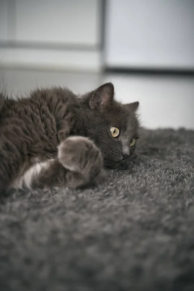 Cat Lying Sun Rays While Indoors Grey Domestic Male Cat — Zdjęcie stockowe