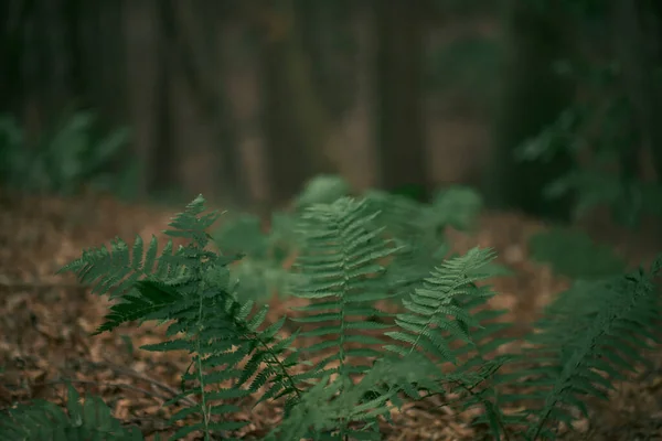 暗い森の中にシダの葉 自然な背景 シダの葉のマクロ — ストック写真