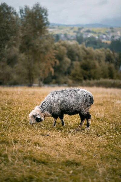 Portret Owcy Stojącej Stadzie Hodowla Jagniąt — Zdjęcie stockowe