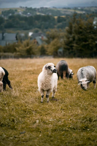 群山中的羊群 波兰塔特拉山 Zakopane — 图库照片