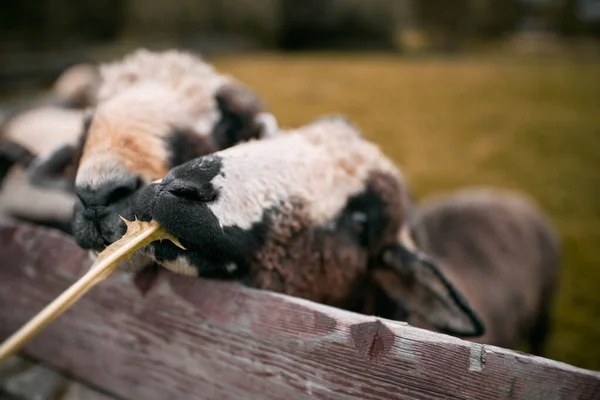 草场上成群的羊 村里动物农场的概念 — 图库照片