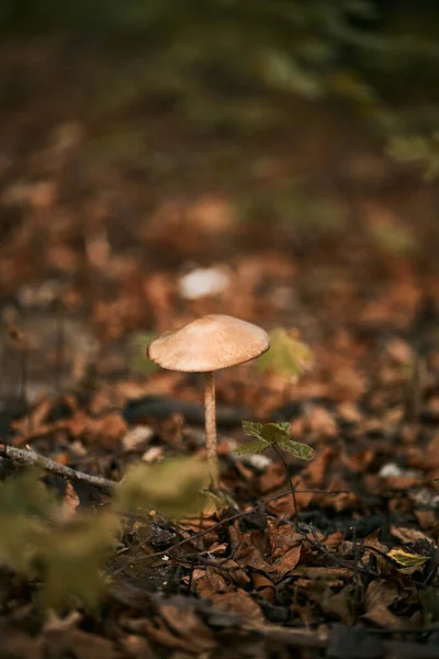 Close Mushroom Forest Flora Northern Woods — Stock Photo, Image