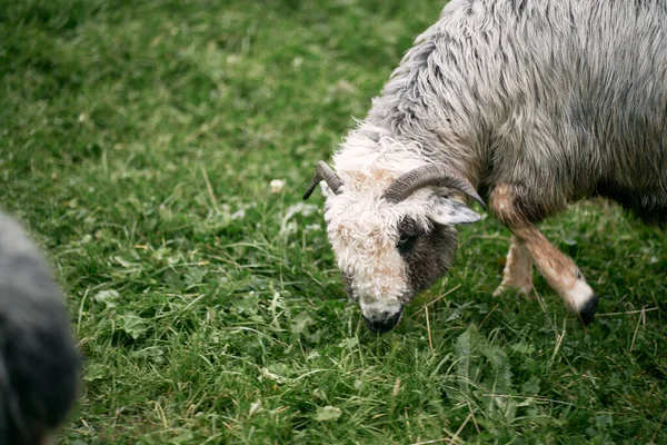 Schöne Schafe Stehen Auf Dem Grünen Gras Gebirge Schafe Fressen — Stockfoto