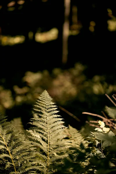 Background Natural Ferns Fern Close Forest Concept Mysterious Woods Natural — Stock Photo, Image