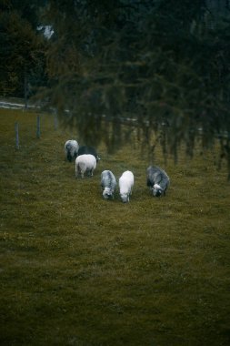 Çayırda koyun sürüsü. Köydeki hayvan çiftliği kavramı