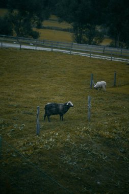 Otlağa koyun asmak. Seyreden bir koyun sürüsü.