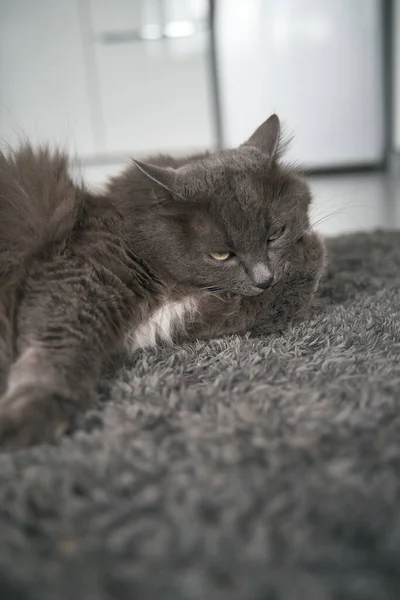Cat Sleeps Floor Domestic Grey Cat Relaxes Day Indoors Animal — Stok fotoğraf