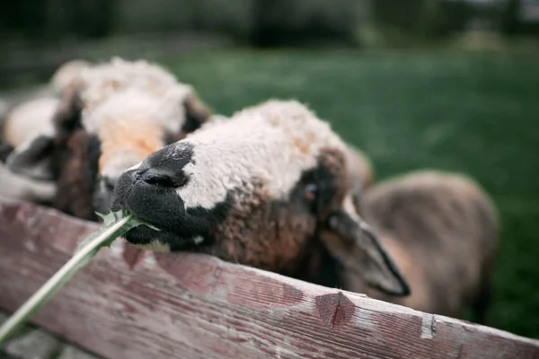 Kuzuların Çiftliği Koyun Sürüsü Dışarıda Kırsal Yaşam Tarım Kavramı — Stok fotoğraf