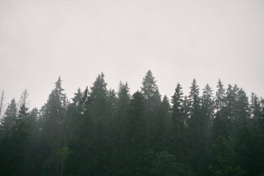 Dağ Ormanı Panoraması. Ormanın doğal arka planı.