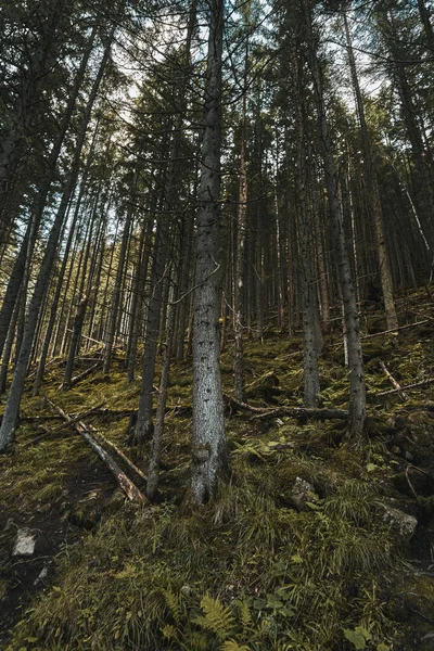Polonya Nın Zakopane Kentindeki Sisli Dağ Yamaçlarında Köknar Ağaçları Var — Stok fotoğraf