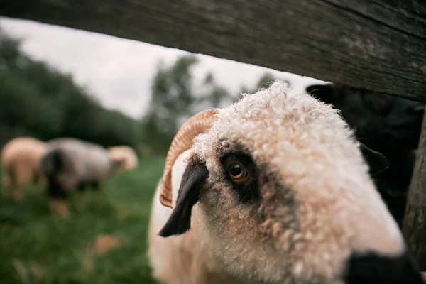 Nahaufnahme Porträt Eines Niedlichen Schafes Starrt — Stockfoto