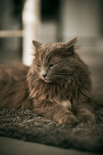 Beautiful Gray Cat Lies Floor Contemporary Apartment — Stok fotoğraf