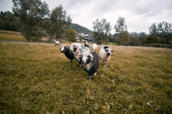 山の中の羊の群れ タトラ山脈 ポーランド ザコパネ — ストック写真