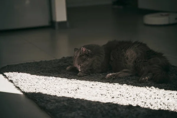 Gray Adult Cat Lies Floor Licks Paws — Stok fotoğraf