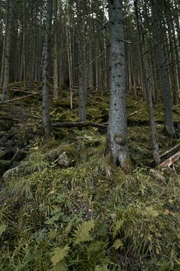 Mistik dağ ormanı. Ormanın yerel manzarası Zakopane, Tatra Dağları 'ndaki Moeskie Oko gölünün tepesinden iniyor..
