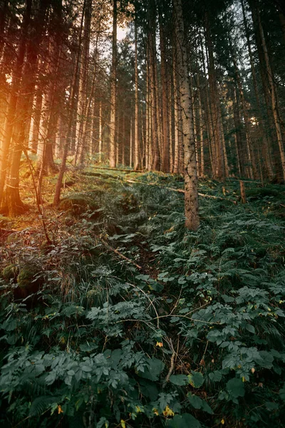 Fondo Con Helechos Naturales Fern Cerca Bosque Concepto Bosques Misteriosos — Foto de Stock