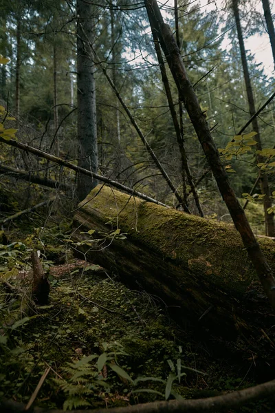 Mystiek Bergwoud Lokale Omgeving Van Het Bos Aflopend Vanaf Top — Stockfoto