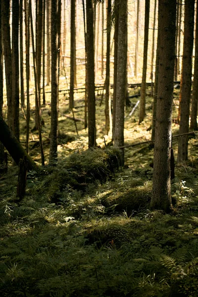 Panorama Forêt Montagne Fond Naturel Des Bois — Photo