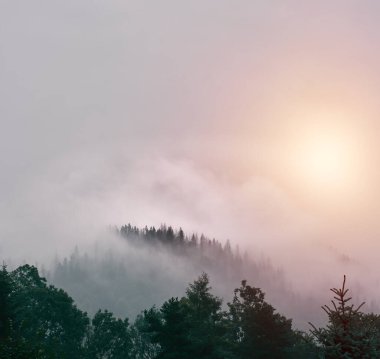 Polonya 'nın Zakopane kentindeki sisli dağ yamaçlarında köknar ağaçları var.