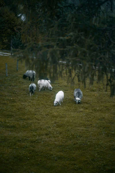 Uma Manada Ovelhas Prado Conceito Fazenda Animais Aldeia — Fotografia de Stock
