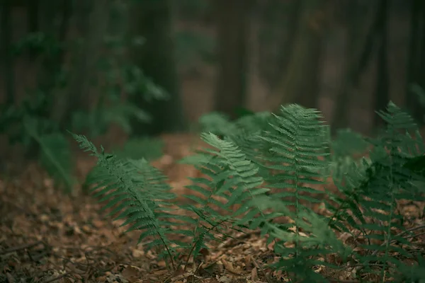 Pozadí Přírodními Kapradinami Fern Zblízka Lese Koncept Tajemných Lesů Přírodní — Stock fotografie