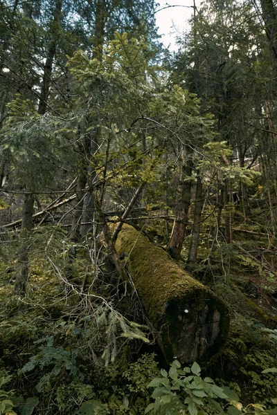 Panorama Horského Lesa Přírodní Zázemí Lesa — Stock fotografie