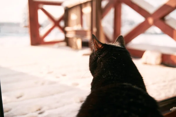 The cat looks outside sitting on the wooden terrace covered with freshly fallen snow near the house. Black domestic pet cat.