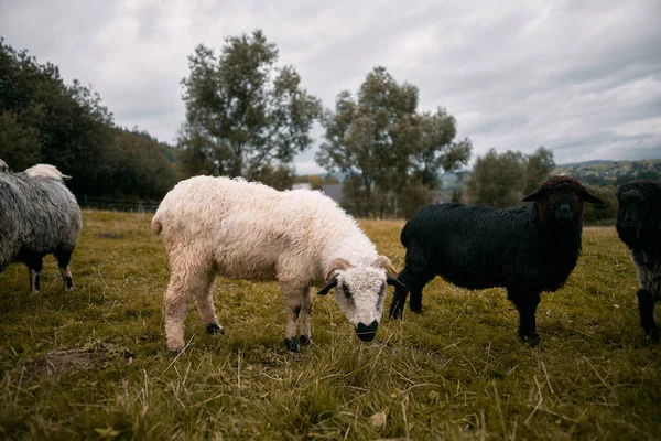 Retrato Uma Ovelha Comendo Grama Prado Pecuária Zona Rural — Fotografia de Stock