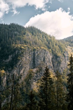 Bir sonbahar gününde orman. Doğal arka plan. Çam ve yapraklar. Pov yürüyüşü ve sisli dağ ormanlarında yürüme kavramı.