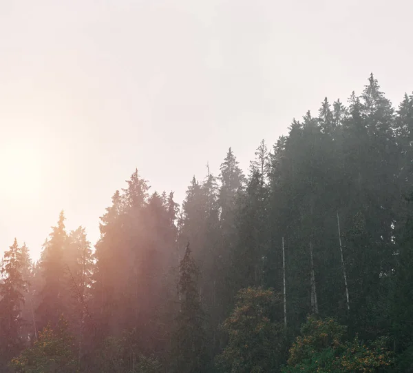 Paesaggio Nebbioso Con Foresta Abeti Concetto Legni Misteriosi Uso Banner — Foto Stock