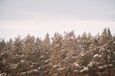 Güzel bir kış manzarası. Çam ağaçlarının manzarası taze bir karla kaplıdır. Soğuk bir akşamda karla kaplı çam ağaçları..