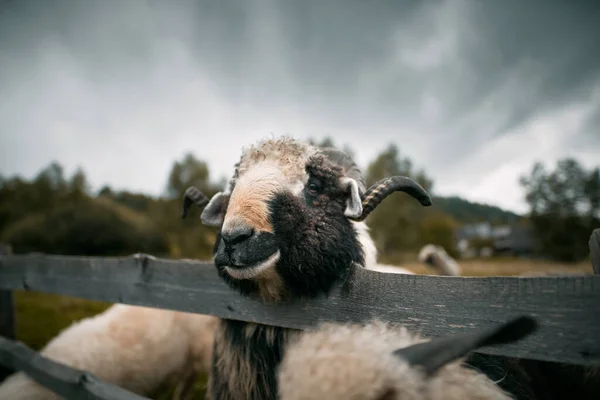 首に鈴を付けた羊の肖像画 美しい風景の背景に羊 雨の後の山の風景 — ストック写真