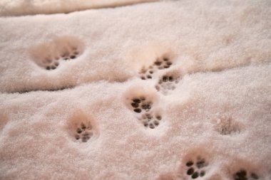 Güneşli havalarda kedi patisi izleri sürüyor. Kışın açık havada gezen ev hayvanları..