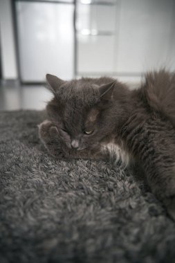 Domestic pet washing itself indoors