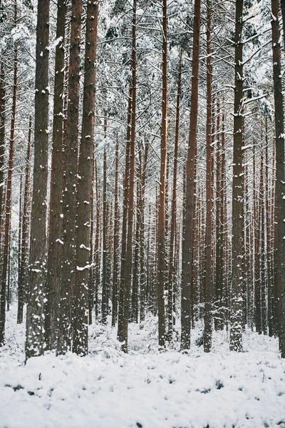 Hermoso Panorama Invernal Paisaje Los Pinos Está Cubierto Nieve Fresca — Foto de Stock
