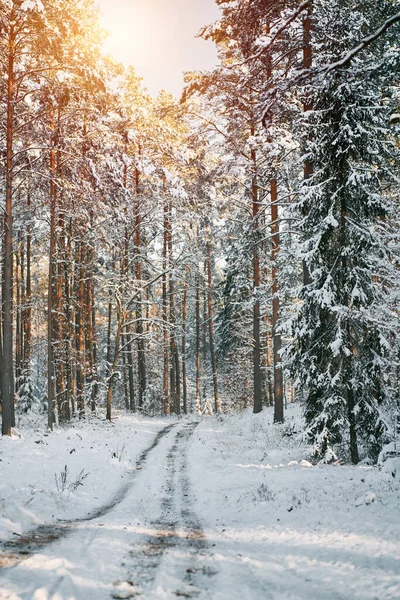 Estrada Inverno Floresta — Fotografia de Stock
