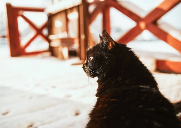 Μαύρη Γάτα Κάθεται Στη Χιονισμένη Βεράντα Κατοικίδια Ζώα Που Προσπαθούν — Φωτογραφία Αρχείου