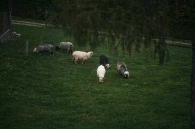 Çiftlikte ot yiyen bir grup genç koyun.