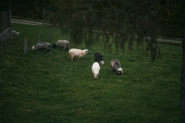 Gruppe Junger Schafe Frisst Gras Auf Einem Bauernhof — Stockfoto