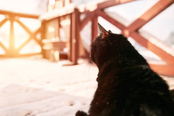黑猫坐在雪地的阳台上 家养宠物在冬天到户外试验 — 图库照片