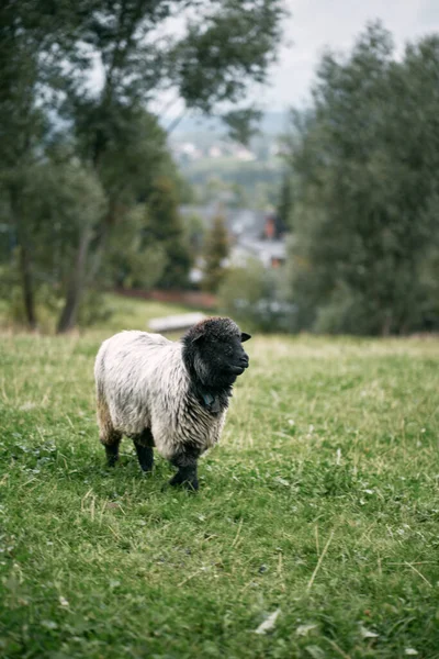 Retrato Uma Ovelha Rebanho Exploração Ovinos — Fotografia de Stock