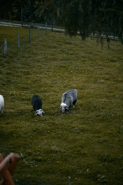 Schafweiden Auf Der Weide Eine Herde Starrender Schafe — Stockfoto