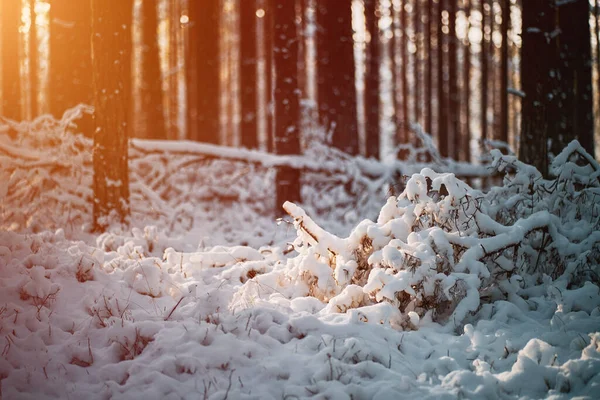 Pequeño Pinetree Solitario Del Bosque Cubierto Nieve Fresca Pequeño Árbol — Foto de Stock